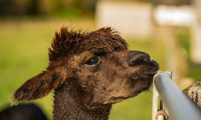 Onder het Dak van Onzekerheid: Hoe Mijn Man’s Verleden Mijn Heden Bepaalde