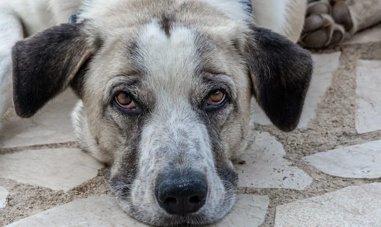 Op de trap: Vluchten uit het donker en zoeken naar hoop