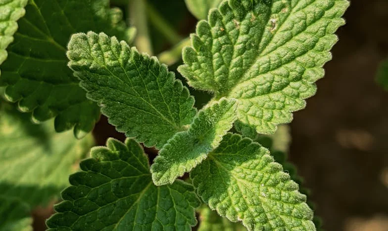 ‘Pak je spullen en kom NU!’ – Hoe mijn schoonmoeder ons leven overnam