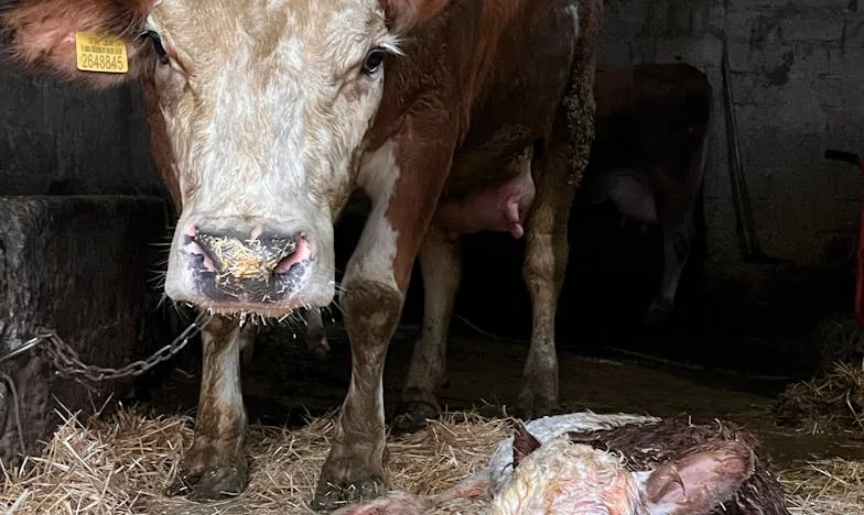 Toen mijn schoonmoeder haar zoon bij ons introk – en alles veranderde