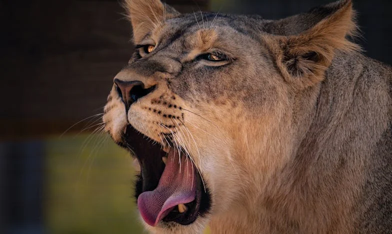 Tussen de Planken van de Koelkast: Een Familie op het Randje