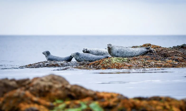 Tussen twee families: Wanneer mijn schoonmoeder liefde én geld verdeelt