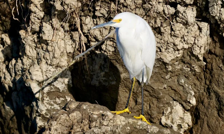 Waarom Is Er Geen Stamppot Meer, Mam?