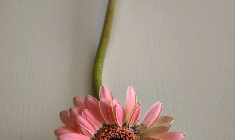 Waarom Zijn Er Alleen Maar Hotdogs op Tafel?