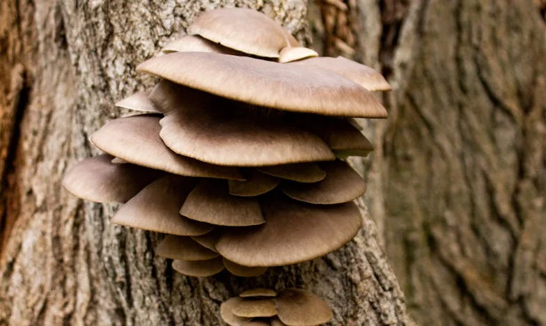 Wanneer het verleden niet wil verdwijnen: Hoe de nieuwe vriendin van mijn ex-man mijn leven op zijn kop zette