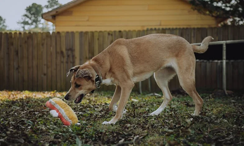 Wanneer je huis niet meer van jou is: het verhaal van een schoondochter