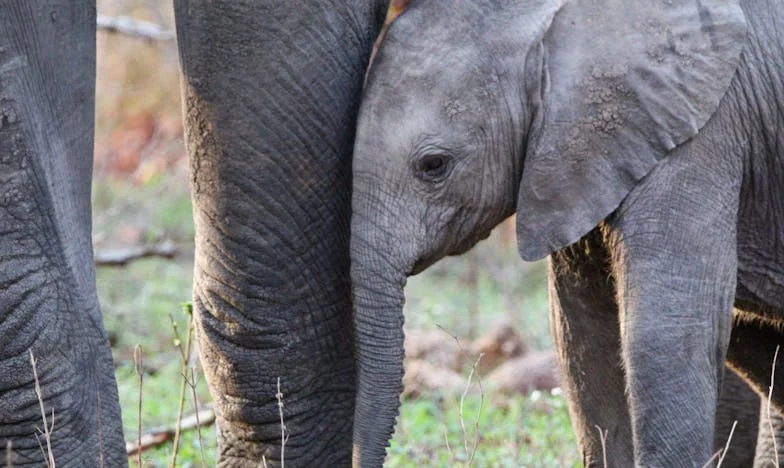 Als Stilte Schreeuwt: Een Moederhart in de Storm