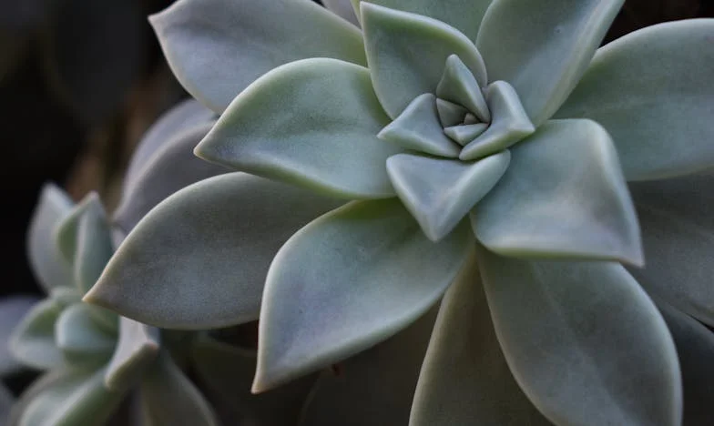 De Dag Dat Alles Barstte: Mijn Schoontante en de Prijs van Familie