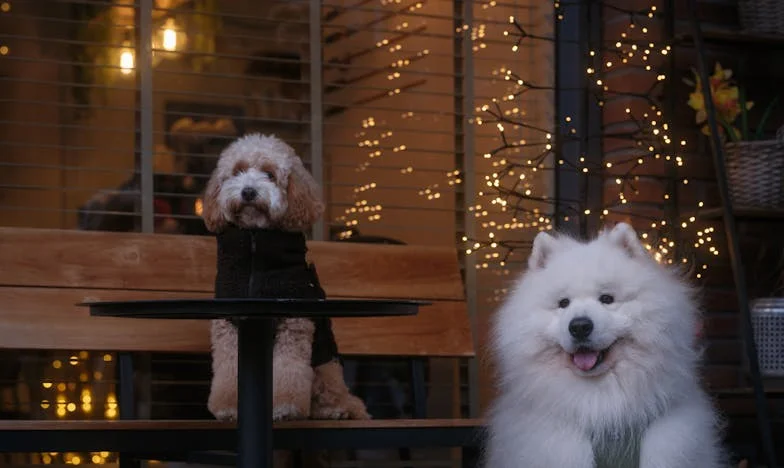 De Promotie Die Mijn Gezin Brak: Het Verhaal van Iris van Dijk
