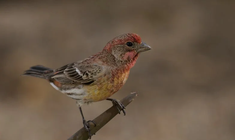 De Schaduw aan het Meer: Een Onthulling op een Bedrijfsuitje
