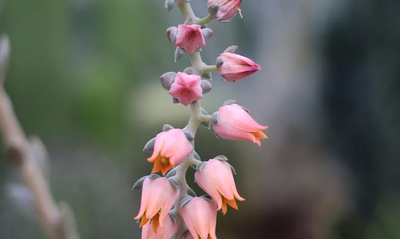 Ik heb mijn schoonmoeder de deur gewezen: Hoe mijn droomhuis veranderde in een strijdtoneel