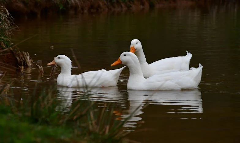 Ik nam mijn nichtje in huis, maar verloor mijn vertrouwen – Kan familie nog wel vertrouwd worden?