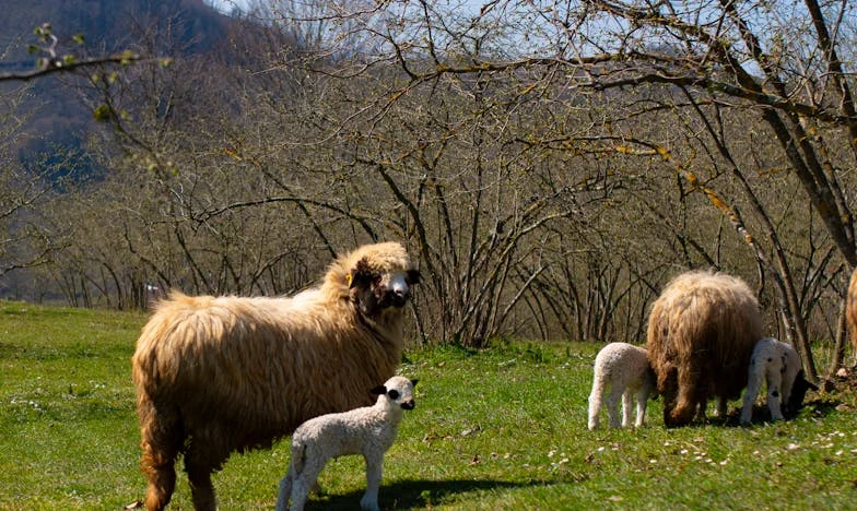 Jaren Ver van Huis: Hoe Mijn Opofferingen voor Mijn Kinderen Me Terugbrachten naar Waar Ik Thuishoor