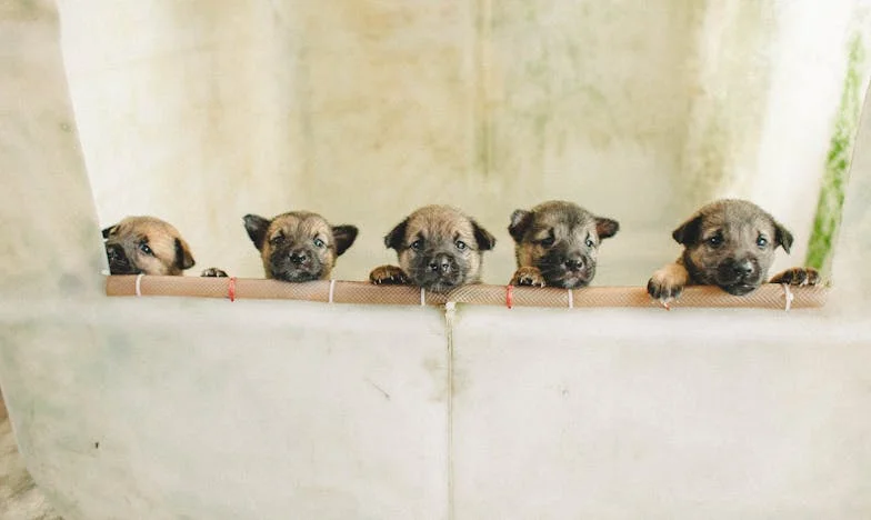 “Je mag geen kinderen krijgen voordat je neefjes groot zijn!” – Het verhaal van een familie verscheurd door vaders controle