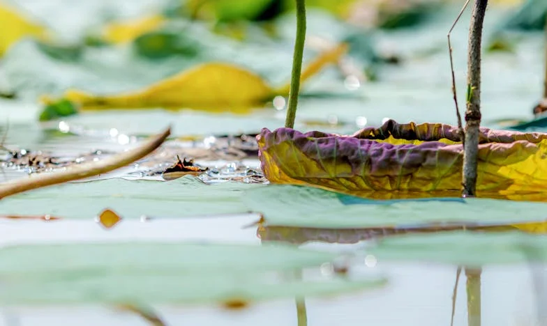 Onbekende voetstappen in de Achterhoek: Een familie, een geheim, een grens