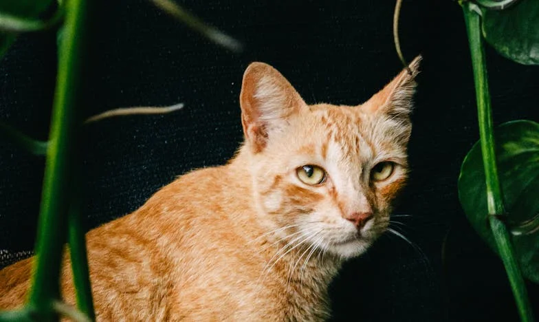 Onder Eén Dak: Wanneer Gelijkheid de Keuken Binnenkomt