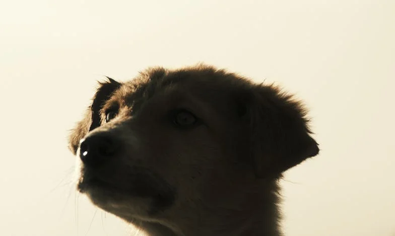 Waarom heeft niemand mij gebeld? – Een verhaal over een verjaardag en veel onuitgesproken woorden