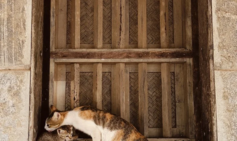 Wanneer je familie je laat vallen: Mijn strijd om gehoord te worden