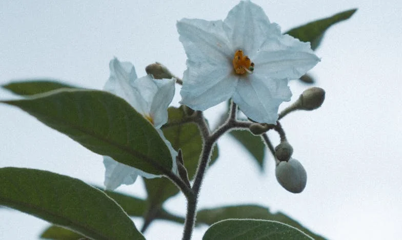 De waarheid achter mijn lege bruiloft: Mijn bekentenis die mijn familie brak