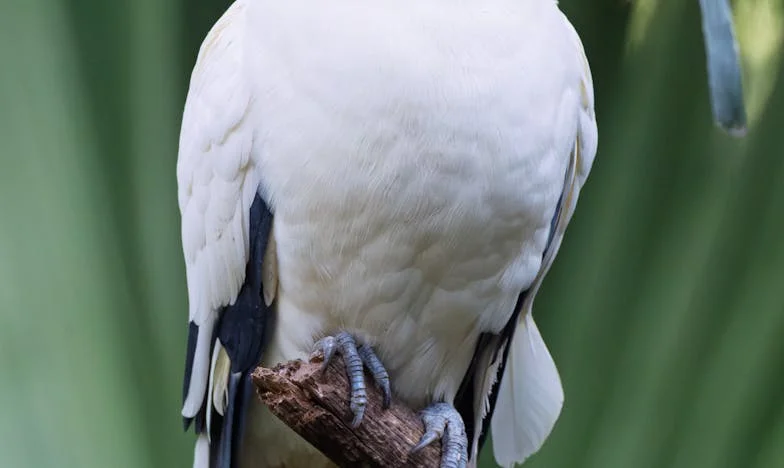 Een Huwelijk uit Noodzaak: Toen Liefde Geen Reden Was