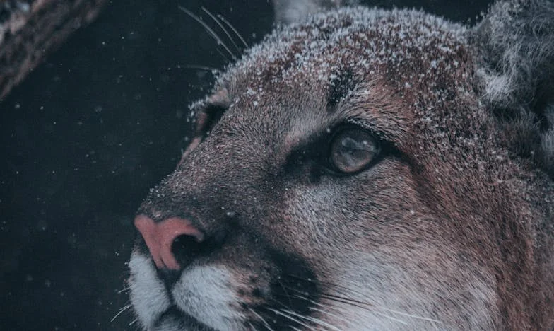 Hoe Gebed Mijn Familie Redde: Een Persoonlijk Verhaal Over Hoop en Verzoening