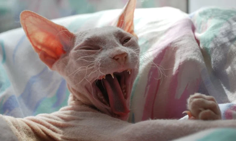 ‘Waarom wil niemand mij thuis hebben?’ – Mijn strijd na het ziekenhuis