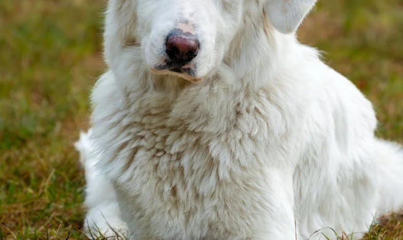 Der koelkast is geen kantine! Hoe mijn dochter Anna en haar vrienden ons huis op de proef stelden
