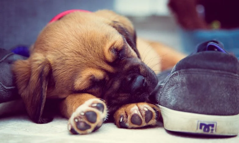 Het moment dat ik alles achterliet en alleen mijn hond me nog vasthield