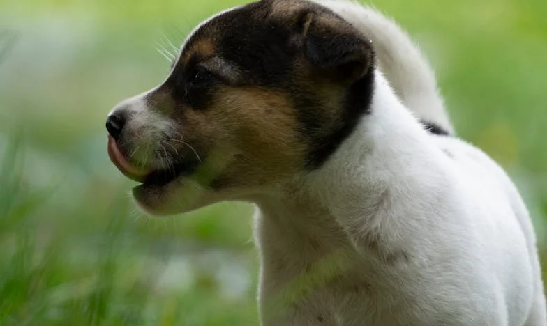 Toen ik een hond in huis nam, moest ik kiezen tussen mezelf en oude pijn