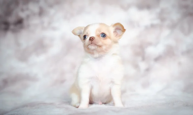 Toen ik voor het eerst bloed op mijn trui vond, druppelend uit de bek van Saartje, wist ik dat ik niet meer kon vluchten voor de realiteit.