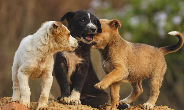 Toen Sam de storm overnam: Hoe een bastaard mijn flat en huwelijk op z’n kop zette