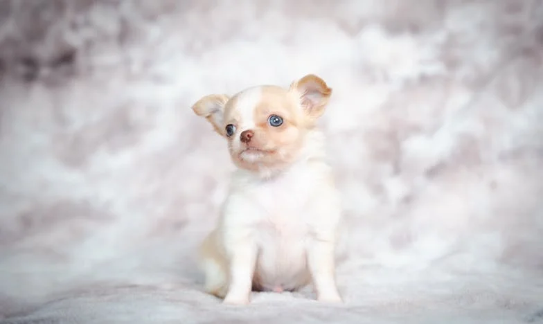 Uit het niets veranderde mijn hele leven: hoe een zwerfhond mij dwong alles achter te laten