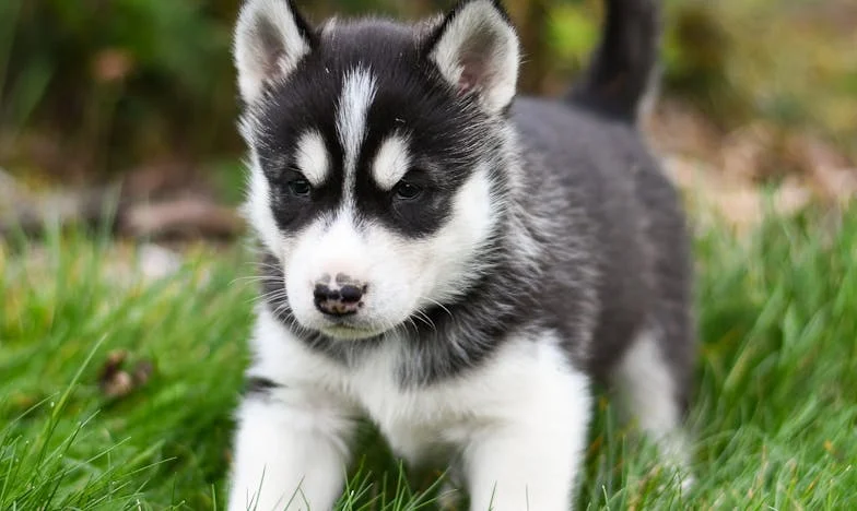 Ze blafte tegen mijn zoon – en toen was ik niet langer hun dienstmeisje