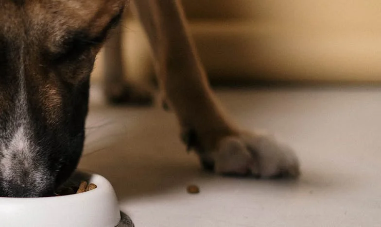 De dag dat een natte, trillende hond mijn leven binnenstormde – en ik eindelijk ‘nee’ zei