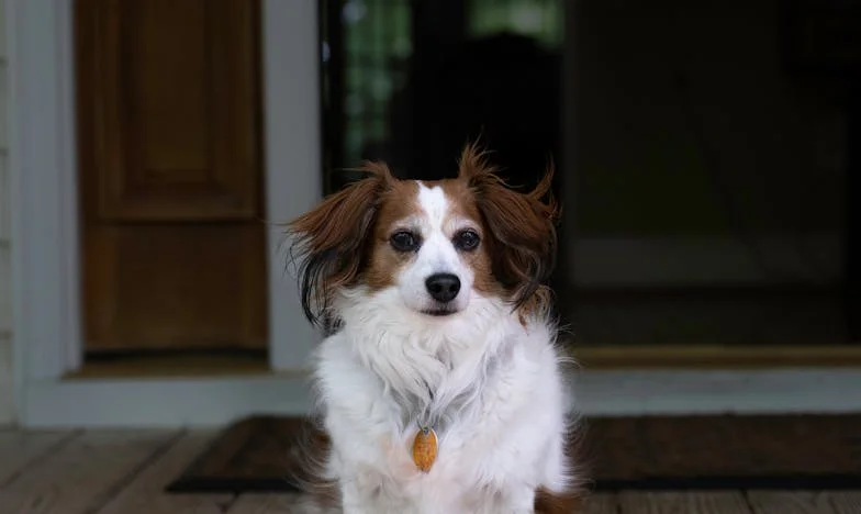 De dag dat mijn hond mij redde van mezelf: Een verhaal over verlies, eenzaamheid en onverwachte trouw