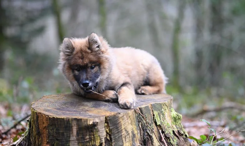 Een onbekende vriend met natte poten: Hoe een straathond mijn strijd om mijn zoon veranderde