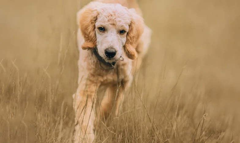 Het moment waarop een natte snuit mijn gesloten hand opende: Hoe een bastaard mijn wantrouwen brak