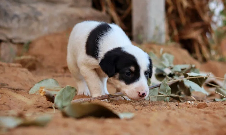 Hoe een hond mijn grenzen opnieuw leerde stellen — mijn verhaal over zelfbehoud in een benauwde flat in Utrecht