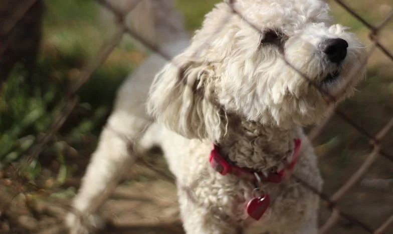 Hoe een oude Friese hond mijn laatste herfst redde
