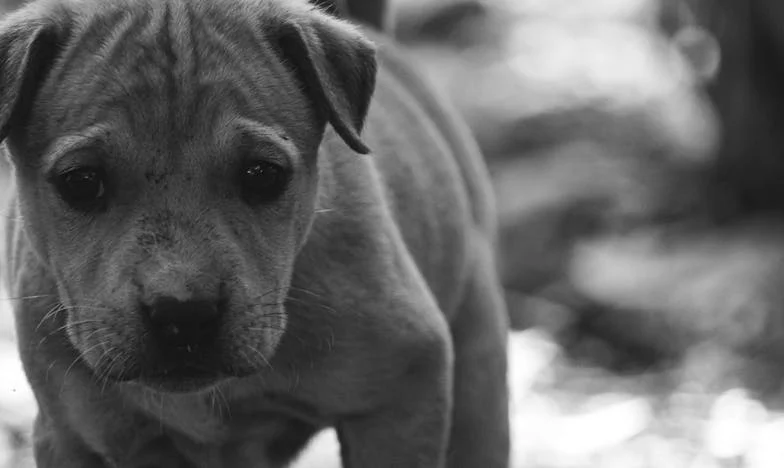 Hoe Max mijn gescheurde leven weer bij elkaar bracht – een Bredase bekentenis