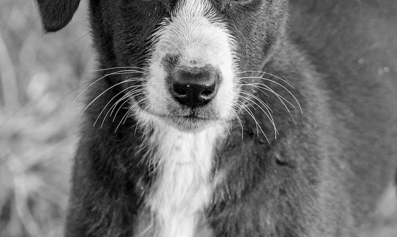 Hoe mijn hond Raf het begin werd van een nieuw gezin na de breuk met mijn vader