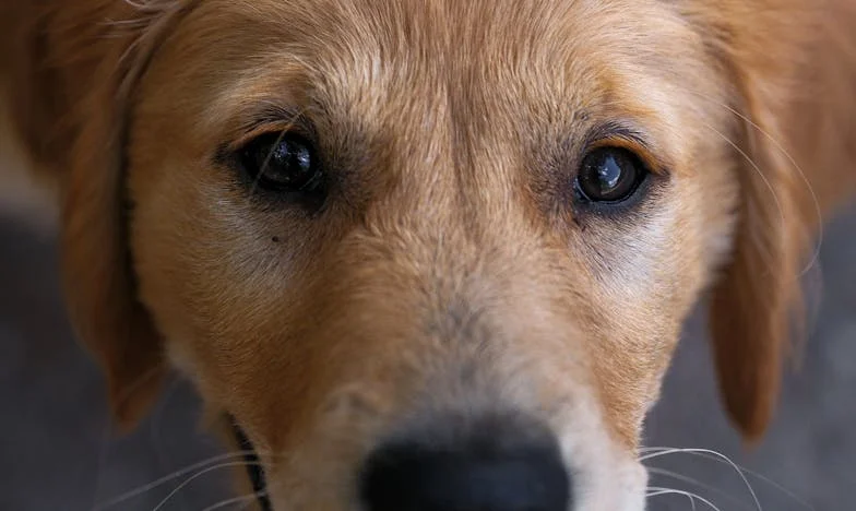 Nachtelijke paniek aan het kanaal: Hoe een bastaard mijn vertrouwen redde