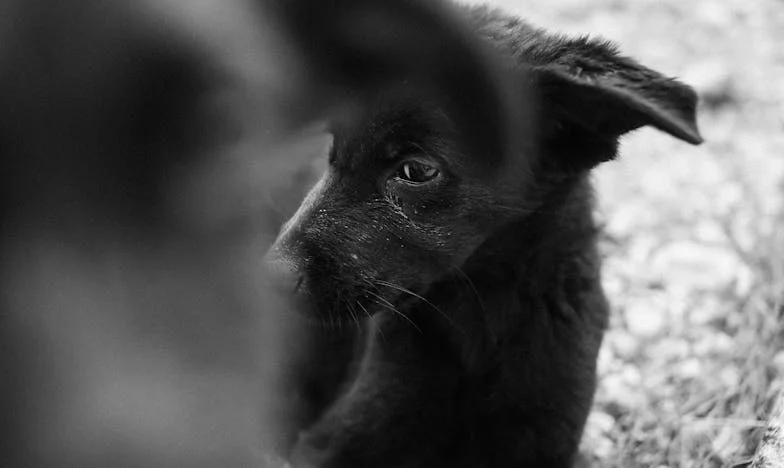 Nooit verwacht dat een hond mijn woonplaats én familiebanden zou veranderen