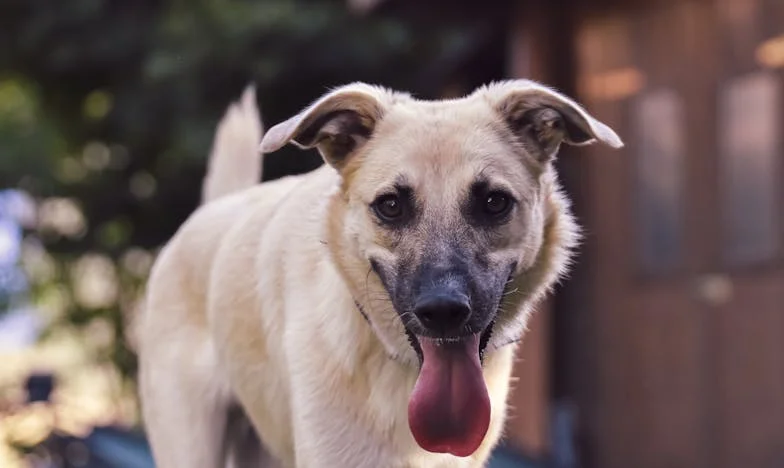 Op een koude ochtend werd ik wakker van het geblaf – en bloedsporen op het laminaat. Dit is het verhaal van hoe een bange, verwaarloosde straathond mij dwong alles los te laten wat ik dacht zeker te weten.