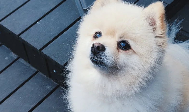 Saar en de Drempel: Hoe een Hond Mijn Moeilijkste Keuze Lichter Maakte