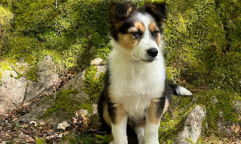 Terug in Nederland: Hoe een verdwaalde hond me hielp opnieuw thuis te vinden na familiebreuk