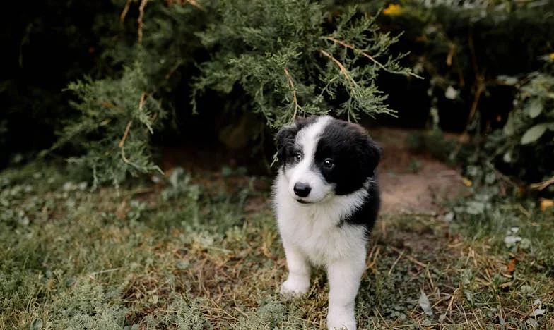 Toen Bram voor mijn deur stond: Hoe een straathond mijn familie redde