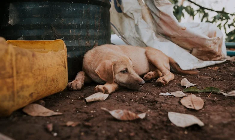 Toen een bastaardhond mijn eenzaamheid na de scheiding verbrak (en mijn leven voorgoed veranderde)