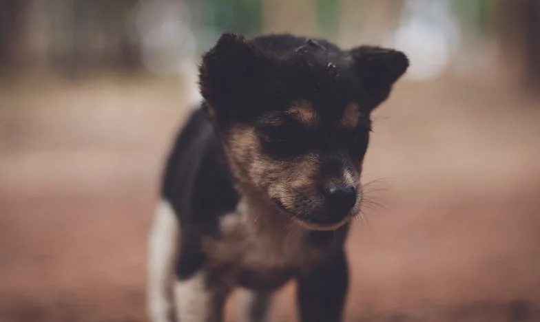 Toen mijn zoon me afwees met Kerst en een hond mij nieuw leven gaf