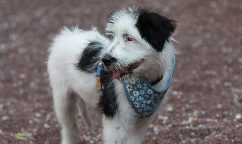 ‘Alsof ik alleen nog bestond om te zorgen’ – Hoe een hond me uit de greep van mijn schoonmoeder haalde
